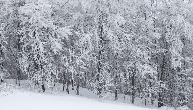 edge of a forest of white, snow-covered trees