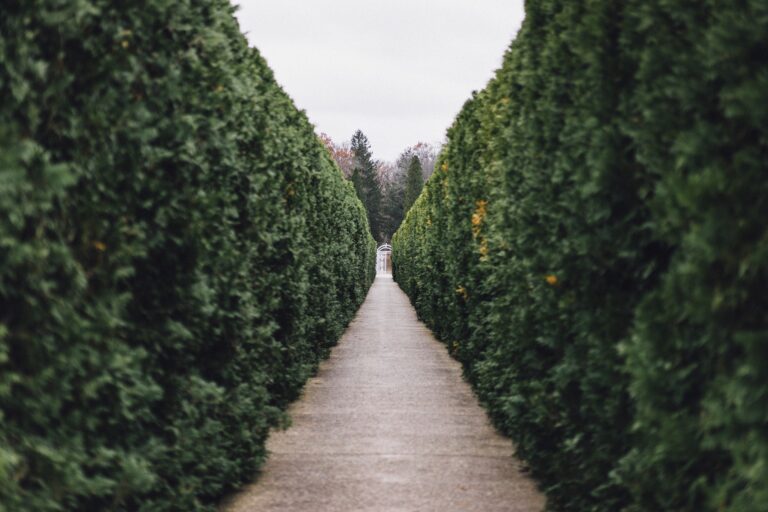 Green hedges line a secluded walkway on a grey day.