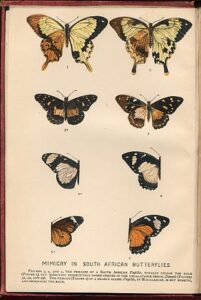 "Mimicry in South African Butterflies - chromolithographic frontispiece of The Colours of Animals by Edward Bagnall Poulton, 1890" by Edward Bagnall Poulton - own scan of The Colours of Animals by Edward Bagnall Poulton, 1890. Licensed under Public domain via Wikimedia Commons - http://commons.wikimedia.org/wiki/File:Mimicry_in_South_African_Butterflies_-_chromolithographic_frontispiece_of_The_Colours_of_Animals_by_Edward_Bagnall_Poulton,_1890.jpg#mediaviewer/File:Mimicry_in_South_African_Butterflies_-_chromolithographic_frontispiece_of_The_Colours_of_Animals_by_Edward_Bagnall_Poulton,_1890.jpg