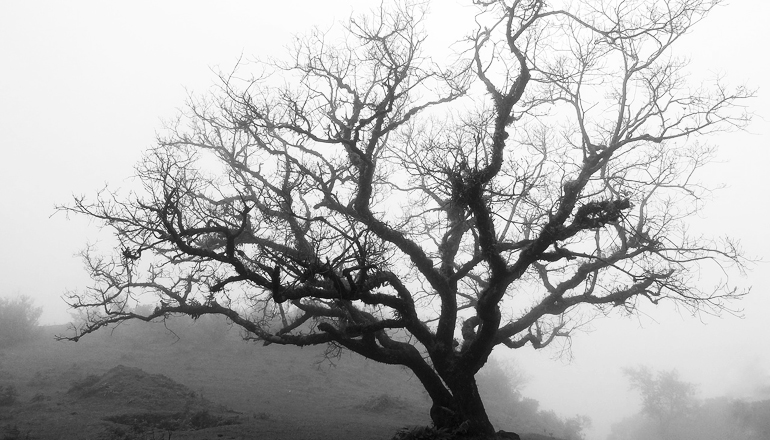 Black and white picture of a tree with no leaves in the middle of the fog.