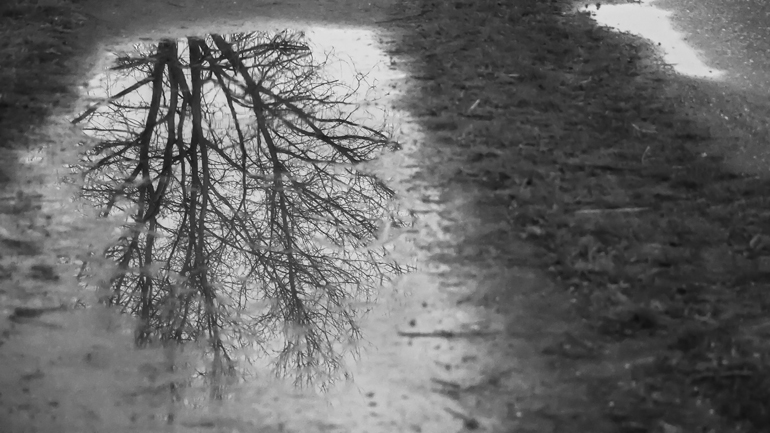 Black and white picture of a tree reflecting on a puddle on a dirt road