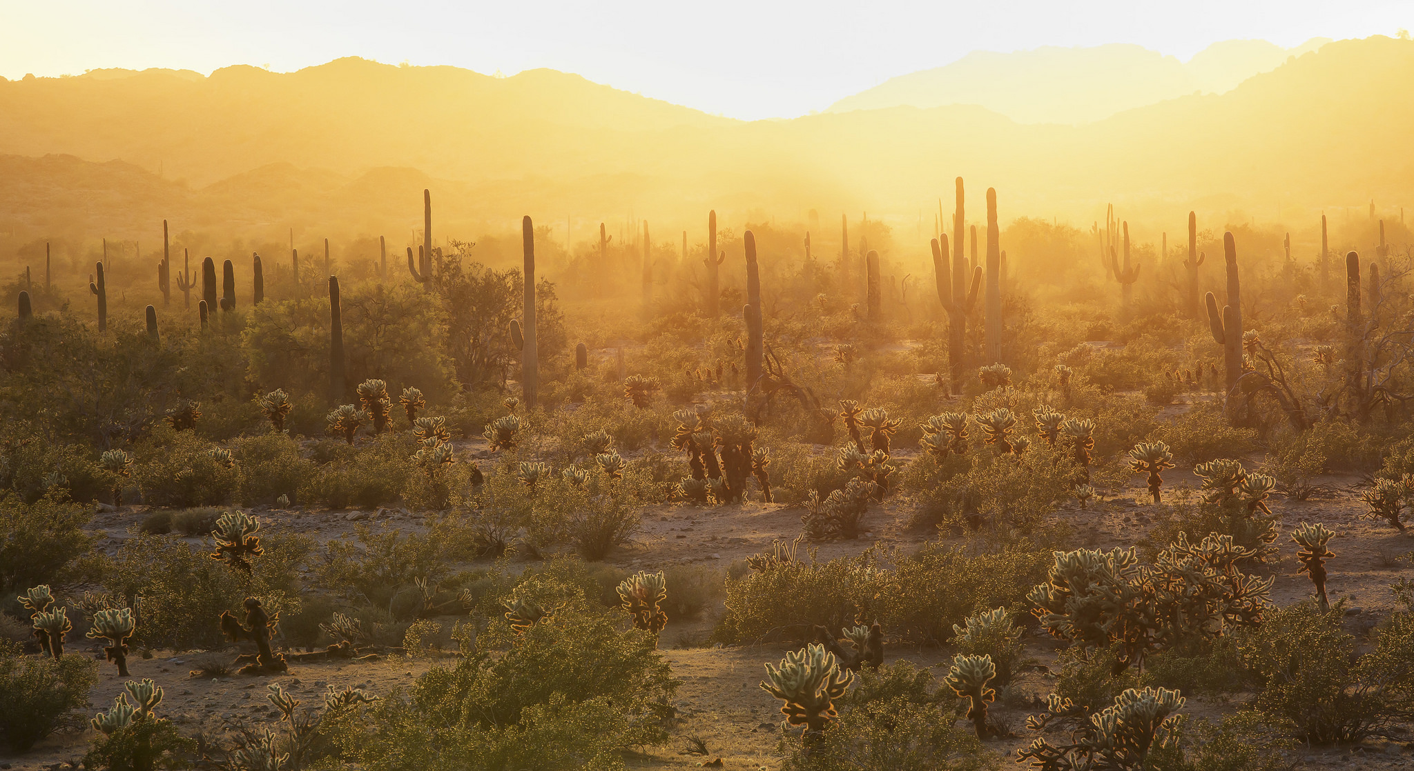 photo by Bob Wick, a photo of the desert at sunset