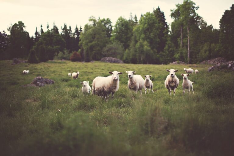 Fleecing the Shears