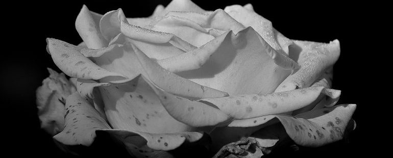 Black and white picture of a white rose. 