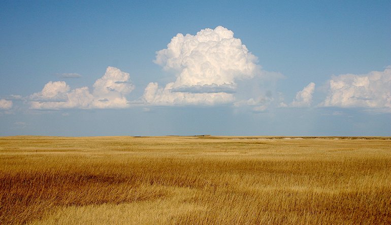 Golden wheat field and a blue sky.