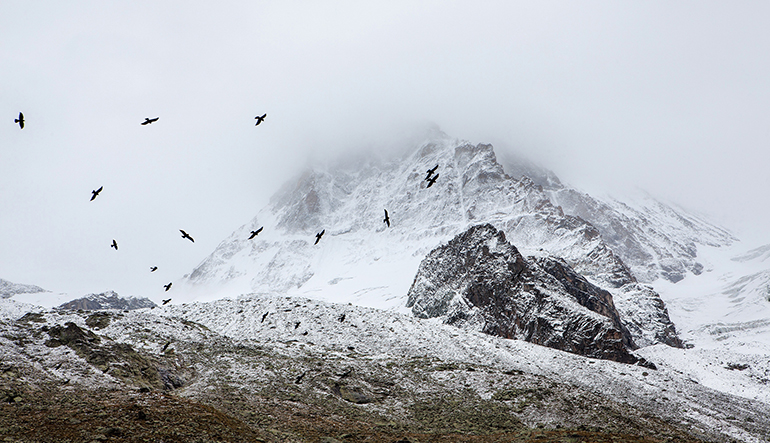 Snowy mountain with birds flying around it.