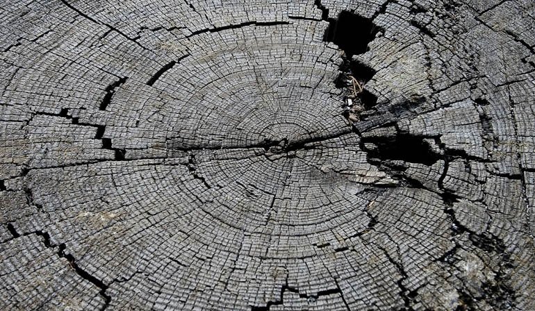 Cracked tree rings on a stump