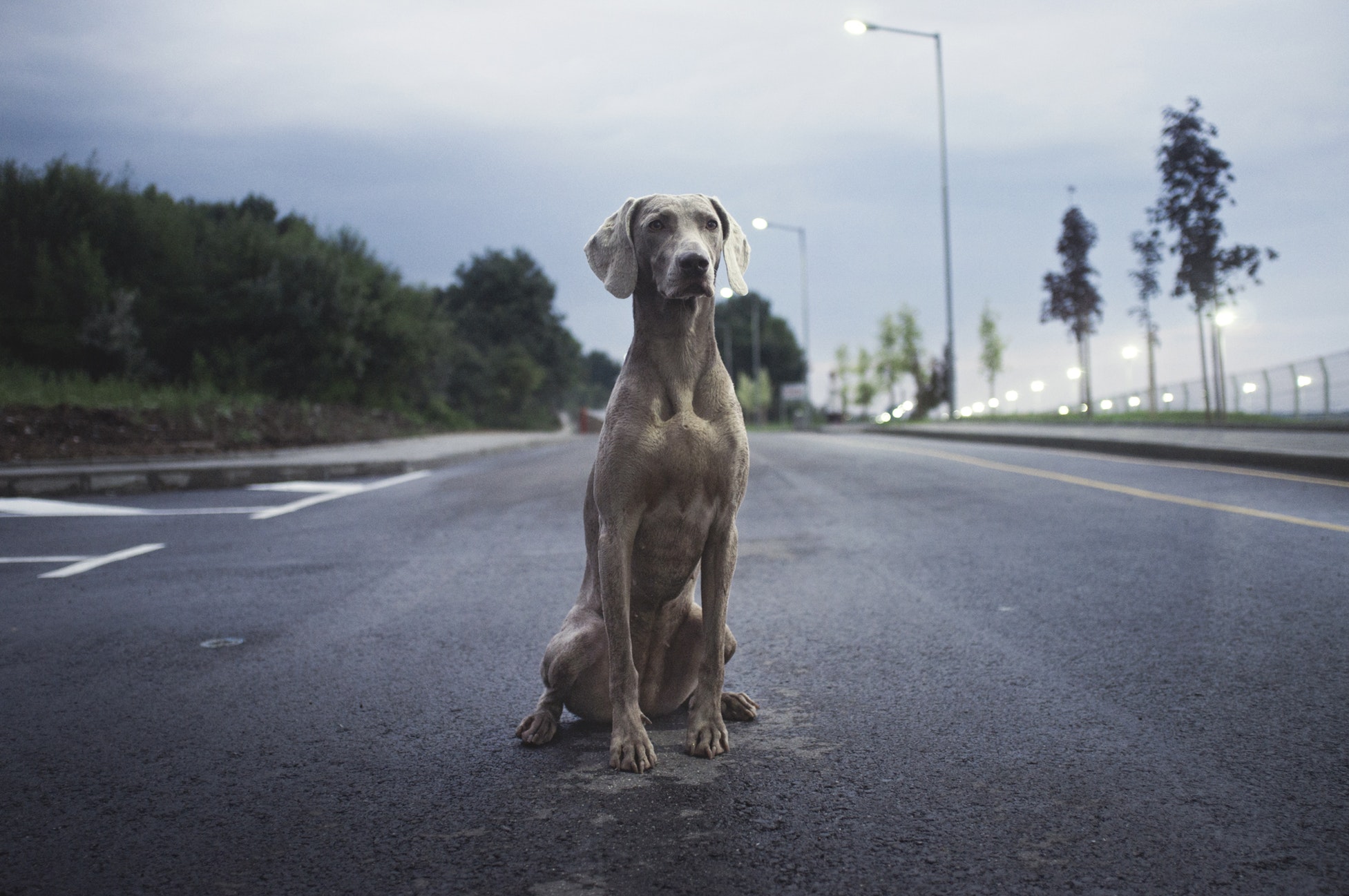 Gray dog sitting in the middle of a road.