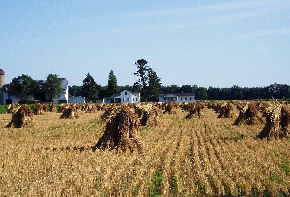 Hay bales in field.