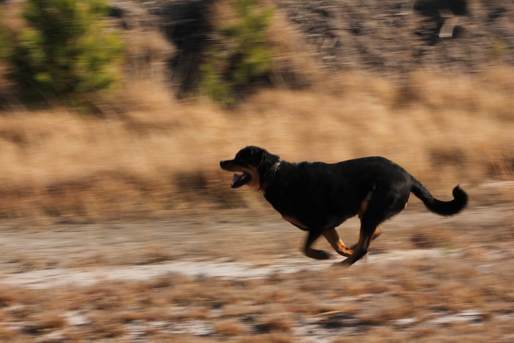 Black dog running through cut down wheat field.