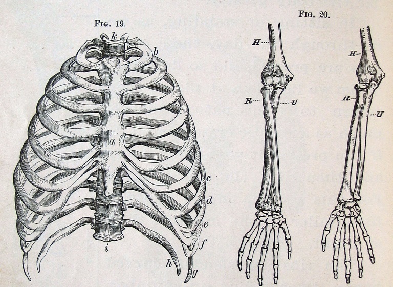 Illustration of ribs and arm bones.