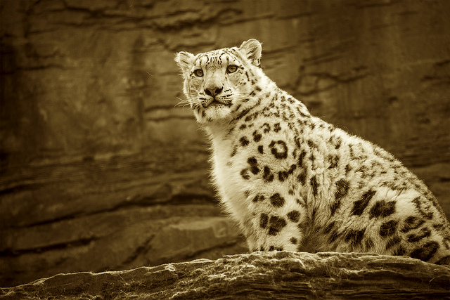 The Zen Leopard