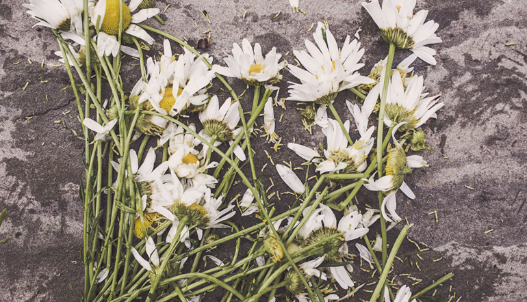 Crushed daisies on pavement.