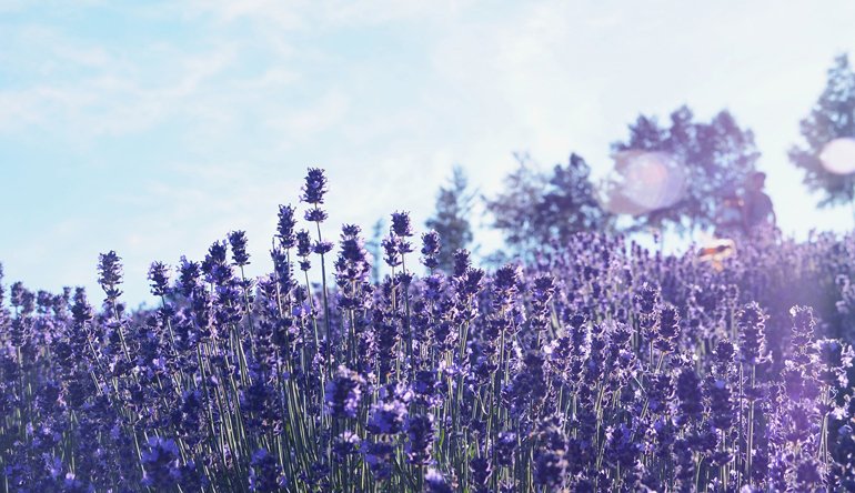 Lavender plants under a blue sky