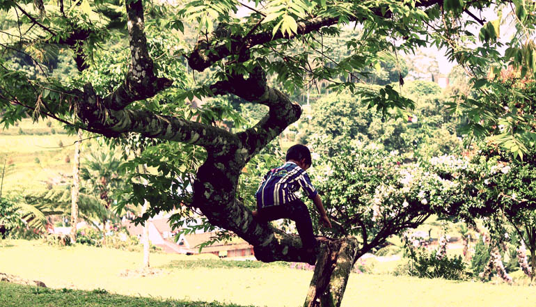 Boy climbing a tree.