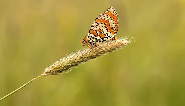 Orange and white striped butterfly sitting on a wheat stalk.