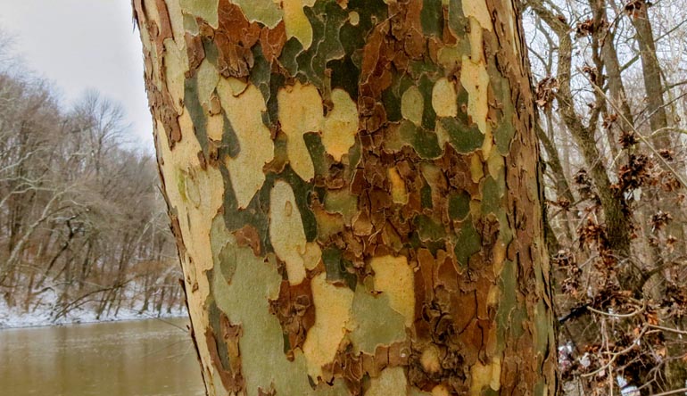 Peeling tree bark.