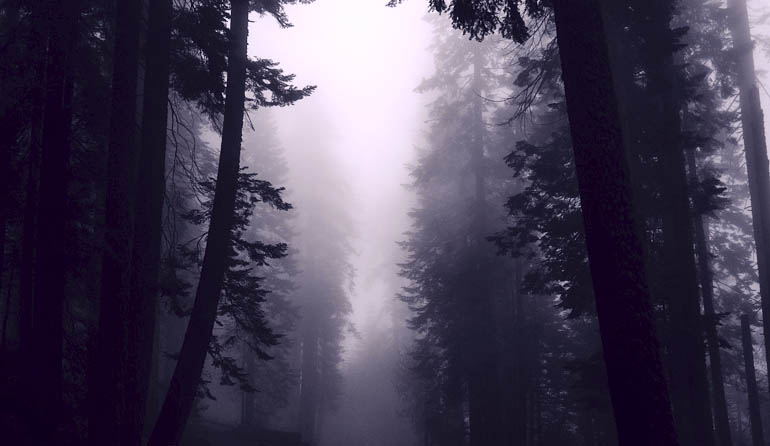 Dark foggy forest.