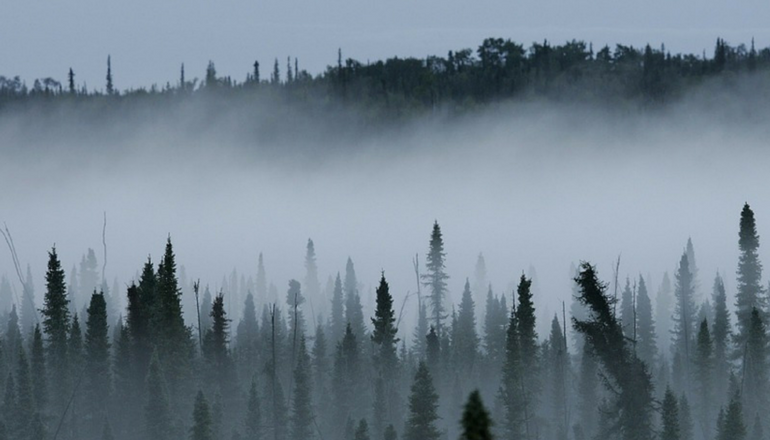 foggy or smoky forest