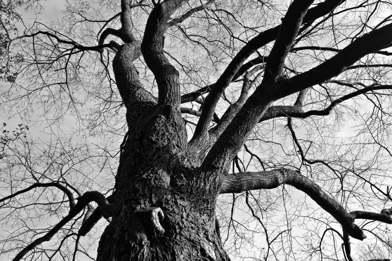 black and white image of tree 