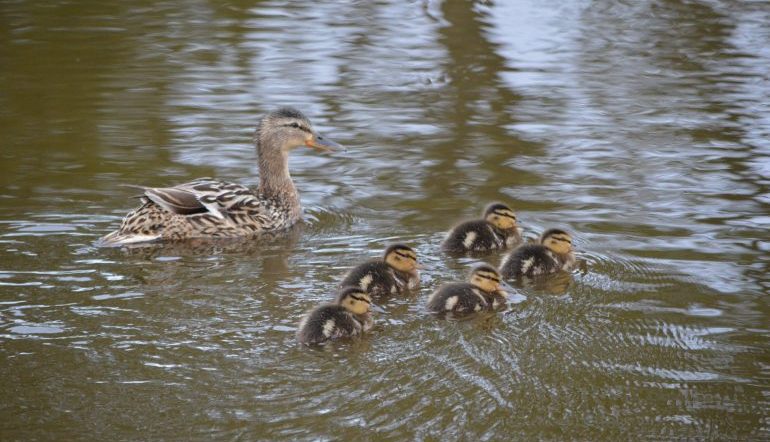 duck and ducklings in water