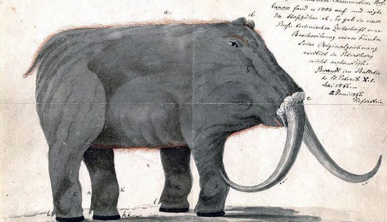 Drawing of a mammoth with notes scribbled around it