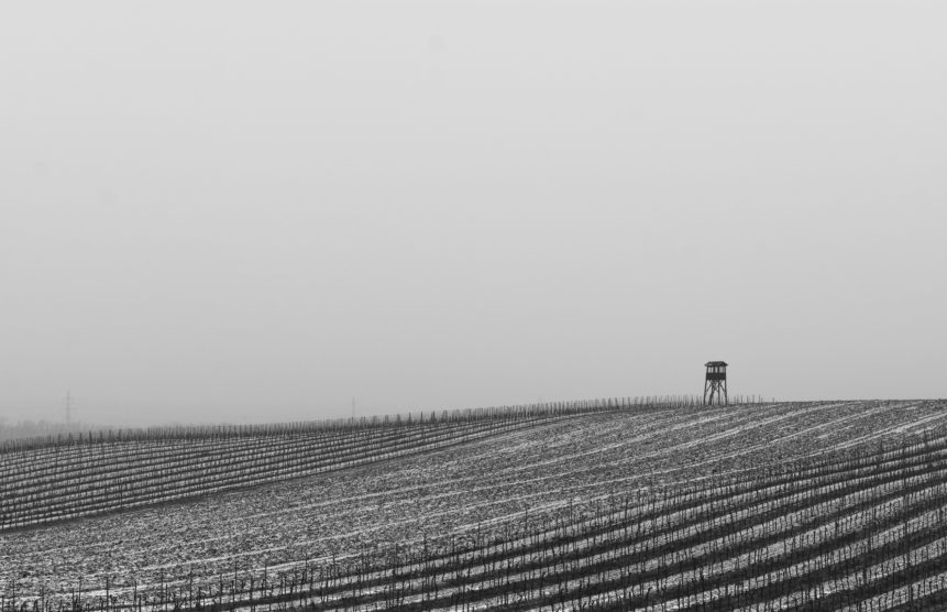 black and white photograph of frost-covered vineyard rows and small wooden tower on the right side, depicts a foggy morning on field