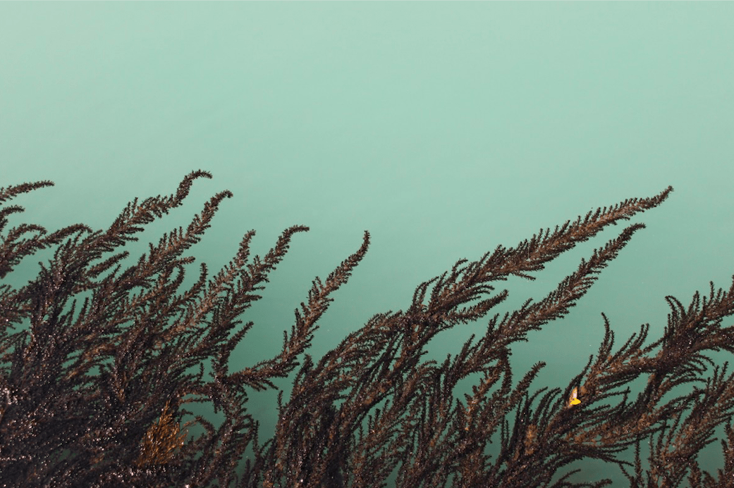 brown algae in light