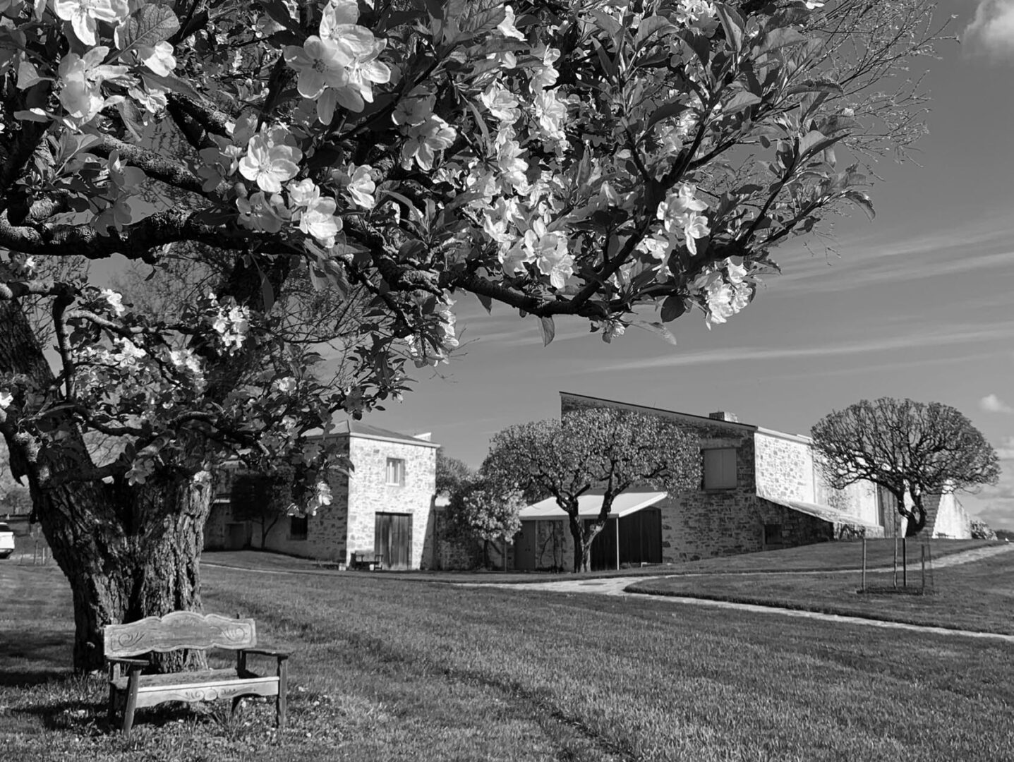 Black and white image of a blooming tree, rustic stone building, and wooden bench in a grassy area.