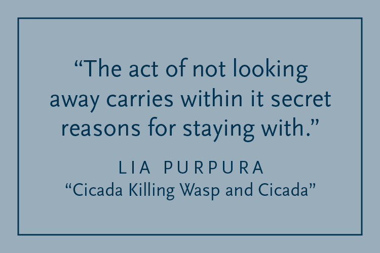 Gray background with dark blue text inside a dark blue border: "The act of not looking away carries within it secret reasons for staying with." Felicia Zamora, "Cicada Killing Wasp and Cicada"
